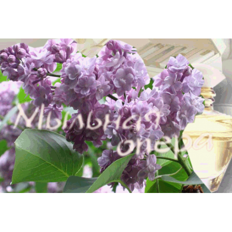 Отдушка косметическая Сирень и липовый цвет